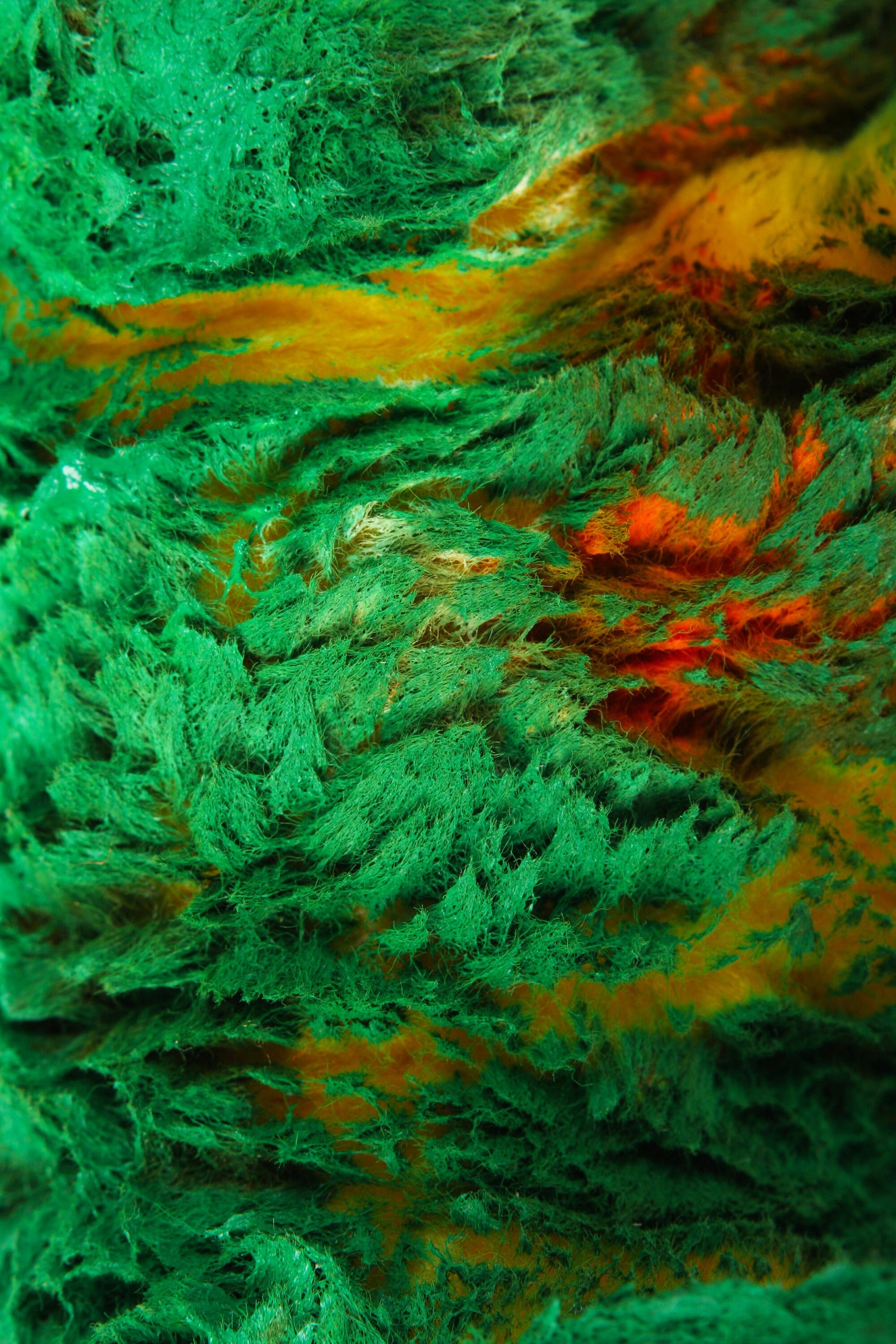 Artprint 'Wild Life 4'